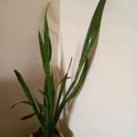 گل شمشری|گل و گیاه طبیعی|سنندج, |دیوار