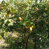 درخت کامکوات