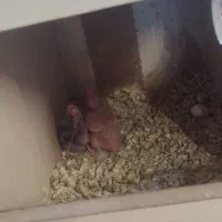 عروس هلندی مولد|پرنده|فردیس, سپید دشت|دیوار