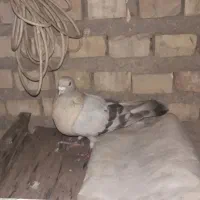 کبوتر|پرنده|ایذه, |دیوار