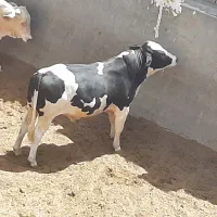 گوساله، دندان شکسته برای قربانی