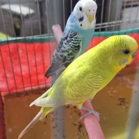 مرغ عشق|پرنده|قم, نیروگاه|دیوار