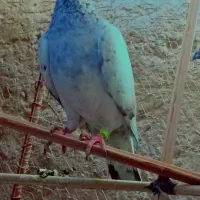 15 عدد نر زمانتی