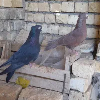 کبوتر فروشی