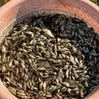 فروش بچه ماهی کپور