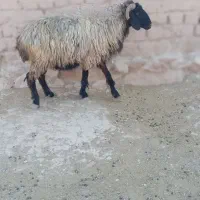 فروش میش آبستن و بره نر|حیوانات مزرعه|داراب, |دیوار