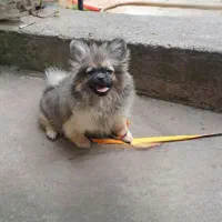 سگ پامرین  (کایلا)|سگ|کیاشهر, |دیوار