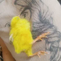 فروش جوجه خروس|حیوانات مزرعه|سیرجان, |دیوار