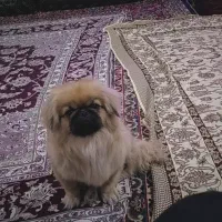 سگ پکینز اصل جنسیت نر، معاوضه با گوشی