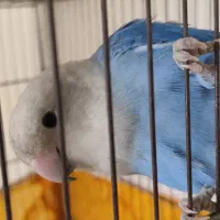 کوتوله نر و ماده رنگ روشن