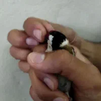 سهره|پرنده|تهران, ترمینال جنوب|دیوار