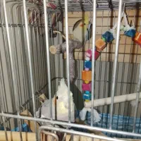 یک جفت عروس هلندی