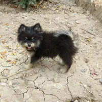 توله پامر عروسکی