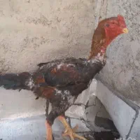 خروس و مرغ لاری