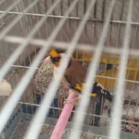 سهره معاوضه با مرغ تخم گذار