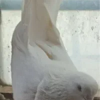 کبوتر رفتنی امروز ساعت میزان ۶،۷