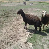 شیشک وبره ماده