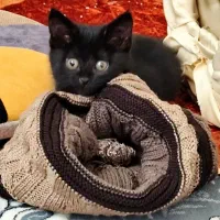 واگذاری گربه dsh