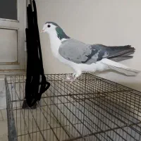 کبوتردمگیرنر