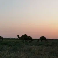 دوغ شتر بسیار عالی