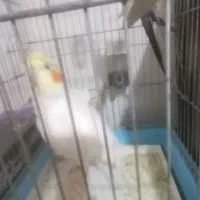 پرنده عروس هلندی سخنگو|پرنده|زرقان, |دیوار