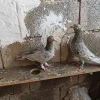 کبوتر