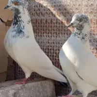 بلندپروازان آسمان|پرنده|مشکین‌دشت, |دیوار