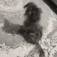 سگ خونگی|سگ|شهرضا, |دیوار