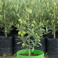 تخفیف ویژه برای خرید نهال زیتون