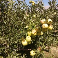 فروش سیب درختی قرمز و سفید|خوردنی و آشامیدنی|تهران, بنیهاشم|دیوار