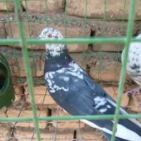 تهرانی|پرنده|اصفهان, سرتاوه|دیوار