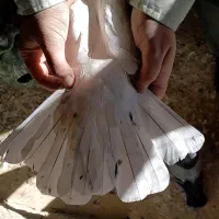 کفتر|پرنده|گلپایگان, |دیوار