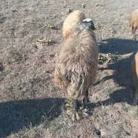 قوچ‌جوان‌دامازدق|حیوانات مزرعه|ثمرین, |دیوار