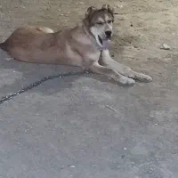 سگ افغانی|سگ|خوشاب, |دیوار