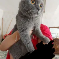 گربع اسکاتیش نر عقیم نشده