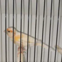 قناری ماده موزائیکی آماده|پرنده|بهبهان, |دیوار