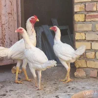 ۱خروس لاری ۲تا مرغ لاری|پرنده|خواف, |دیوار