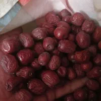 مرکز خرید وفروش عناب محصولات کشاورزی|خدمات باغبانی و درختکاری|بیرجند, |دیوار