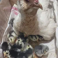 مرغ و ۱۹ عدد جوجه یک روزه