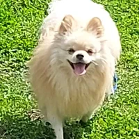 پامرانین اصیل وارداتی|سگ|رشت, حاجی آباد|دیوار