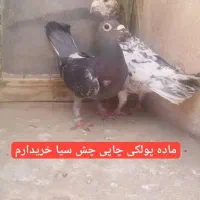 کفتر گم شده|حیوانات|بیرجند, |دیوار