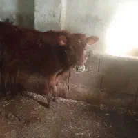 فروش گوساله|حیوانات مزرعه|چمستان, |دیوار