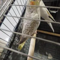 دو جفت عروس هلندی|پرنده|فردیس, فردیس|دیوار