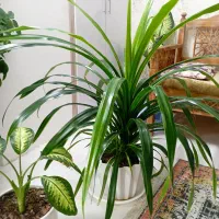 گل پاندانوس