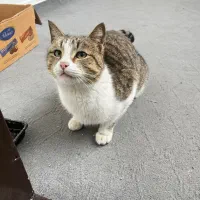 گربه خانگی پیدا شده