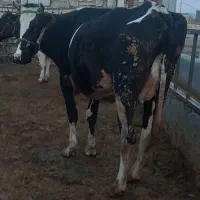 گاو تلیسه هلشتاین شیری