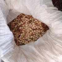 پسته|خوردنی و آشامیدنی|تربت جام, میان جام|دیوار