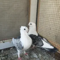 کفتر پشت طاوسی وانگلیسی