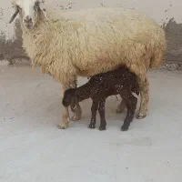 گوسفند مطفل