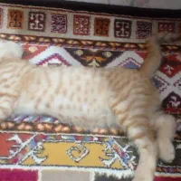 گربه dsh نارنجی رنگ|گربه|تهران, بهاران|دیوار